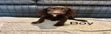 Cocker Spaniel 1