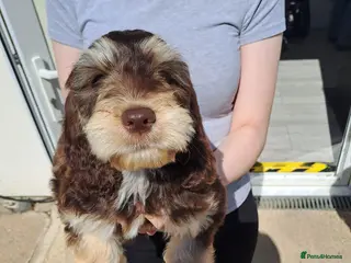 Cockapoo dogs Cockapoo Puppies - Advert 1