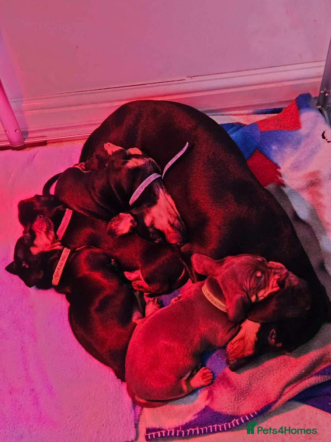 Dachshund dogs for sale: Puppies for sale - Advert 1