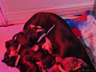 Dachshund dogs Puppies for sale - Advert 6