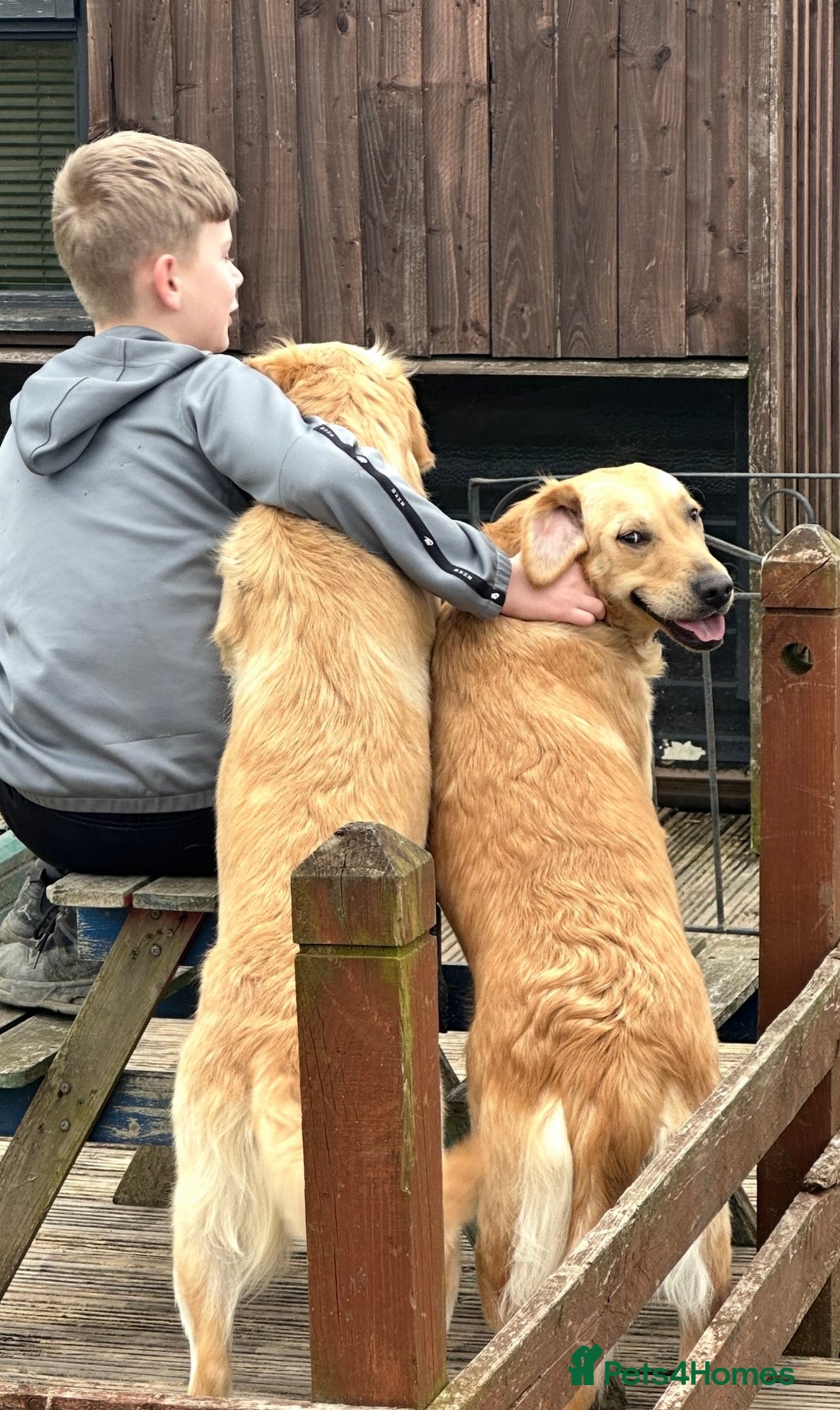 Goldendoodle dogs for sale: Adorable golden doodles - Image 10