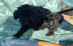 Cockapoo dogs for sale: Cockapoo puppies - Image 20