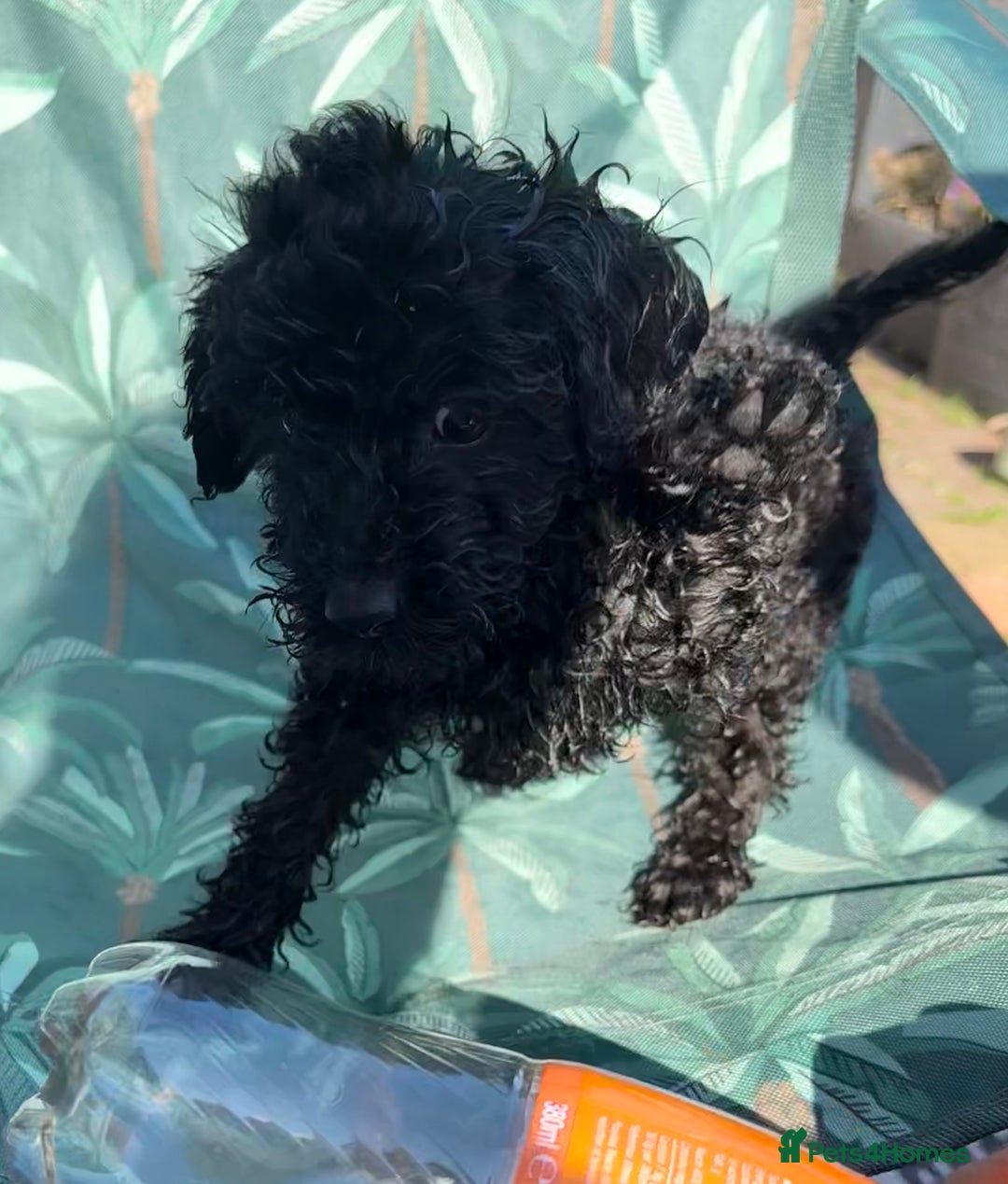 Cockapoo dogs for sale: Cockapoo puppies - Image 20