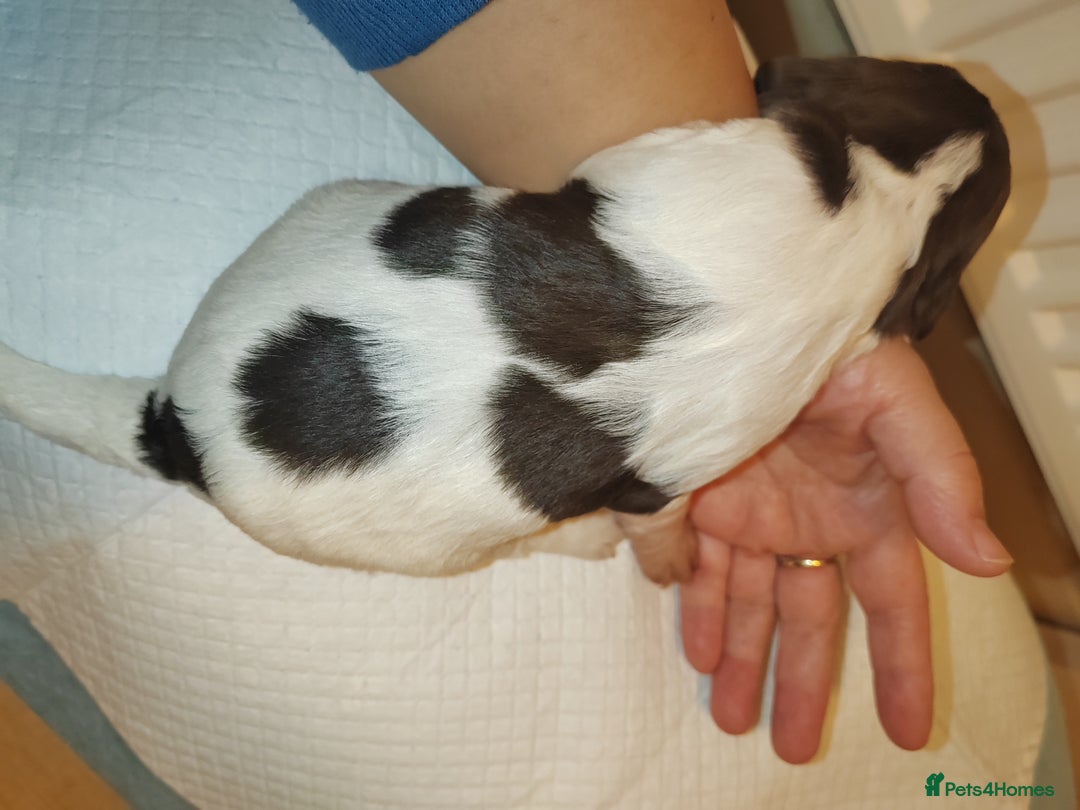 English Springer Spaniel dogs for sale: 🌟 Beautiful Springer Spaniel Litter - Image 14