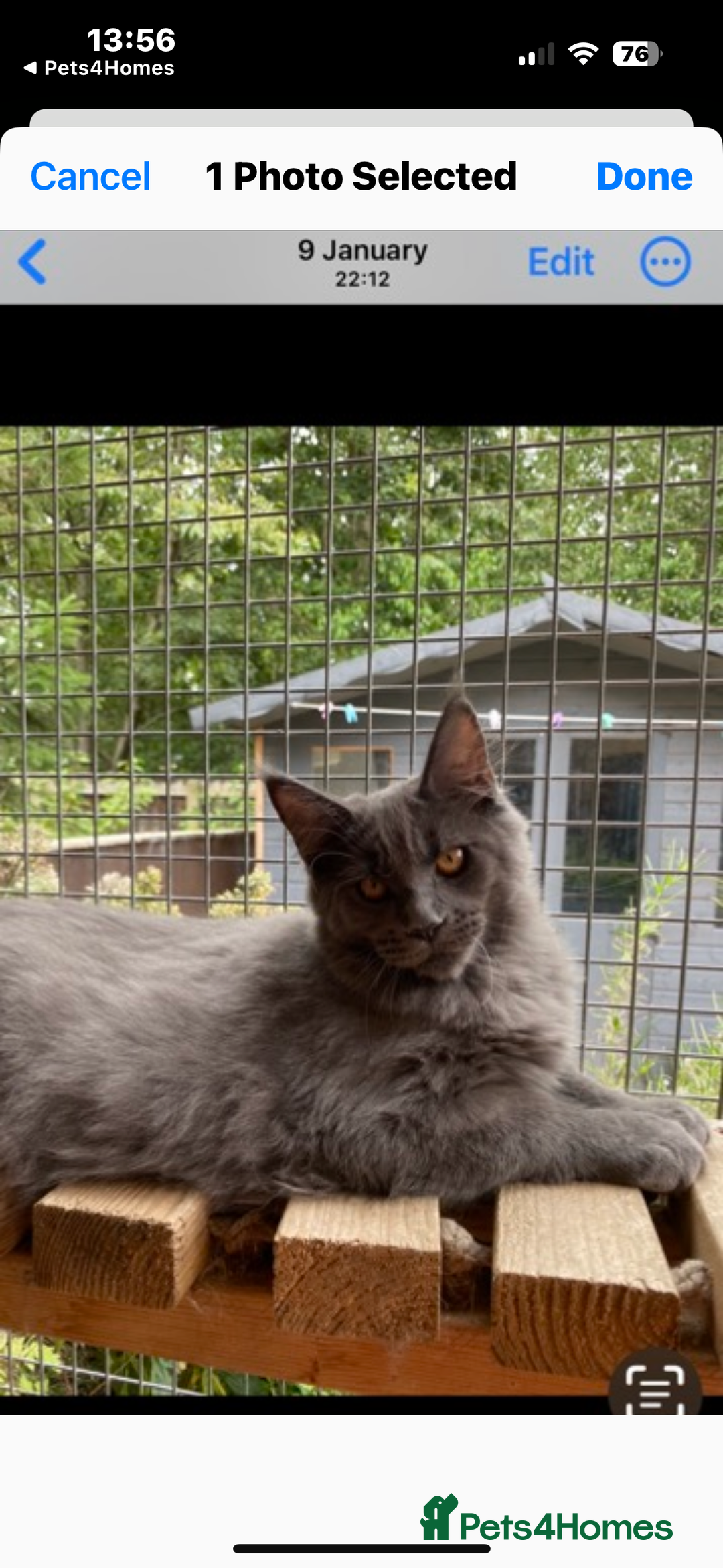 Maine Coon cats for sale: Gccf reg Maine coon  - Advert 1