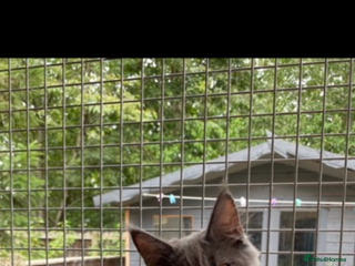 Maine Coon cats Gccf reg Maine coon - Advert 17