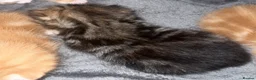 Mixed Breed cats for sale: kittens - Advert 23