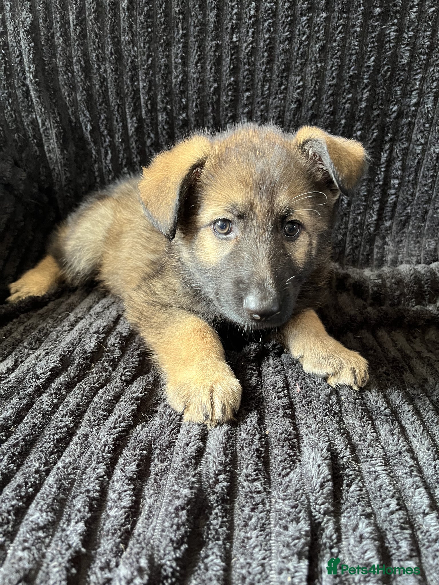 German Shepherd dogs German Shepherd Puppies  - Advert 1