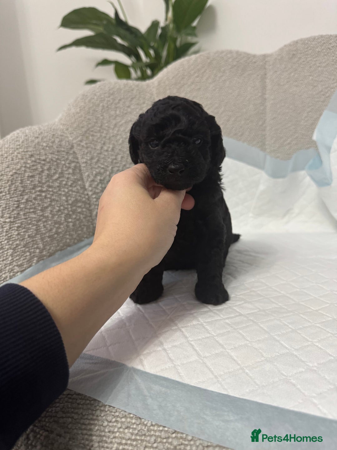 Toy Poodle dogs for sale: Toy poodle  - Advert 5