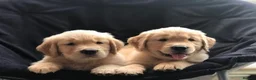 Golden Retriever dogs for sale: Golden retriever puppies  in Bognor Regis - Advert 8