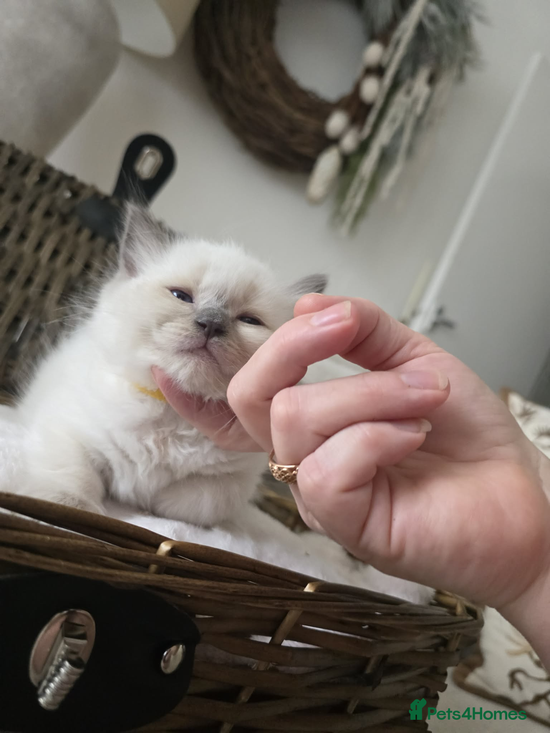 Ragdoll cats for sale: ✨RARE ALL LILAC LITTER GCCF&TICA Ragdoll Kittens✨ - Advert 18