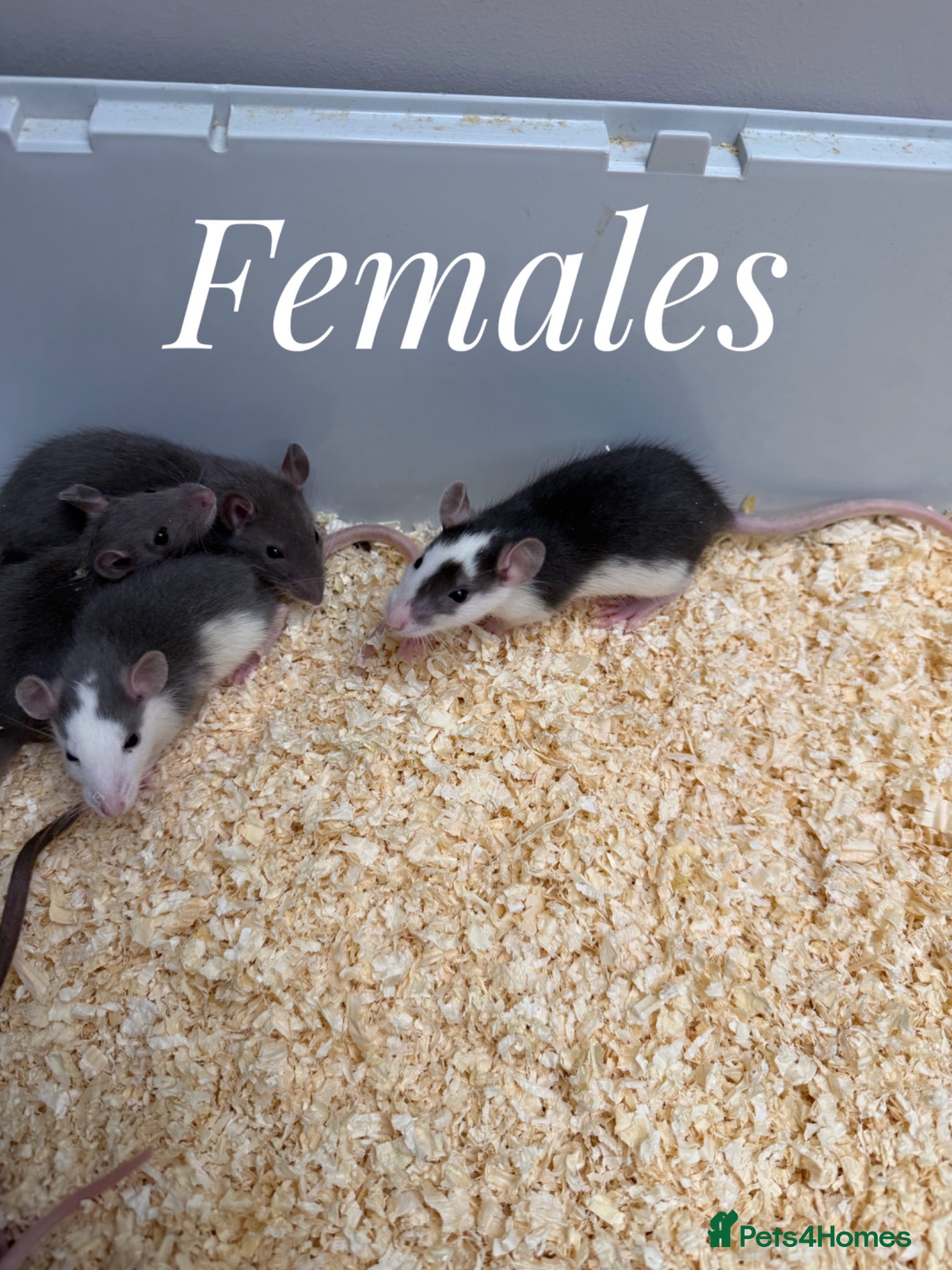 Rat rodents Mixed sex fancy rats - Advert 1