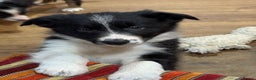Border Collie dogs for sale: KC Registered Border Collie puppies - Advert 8