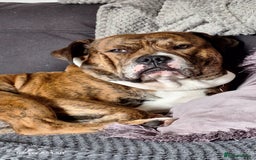 Mixed Breed dogs for sale: Buster  - Image 3