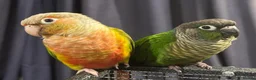 Conures birds for sale: Bonded Pair of Conures Tamed - Advert 4