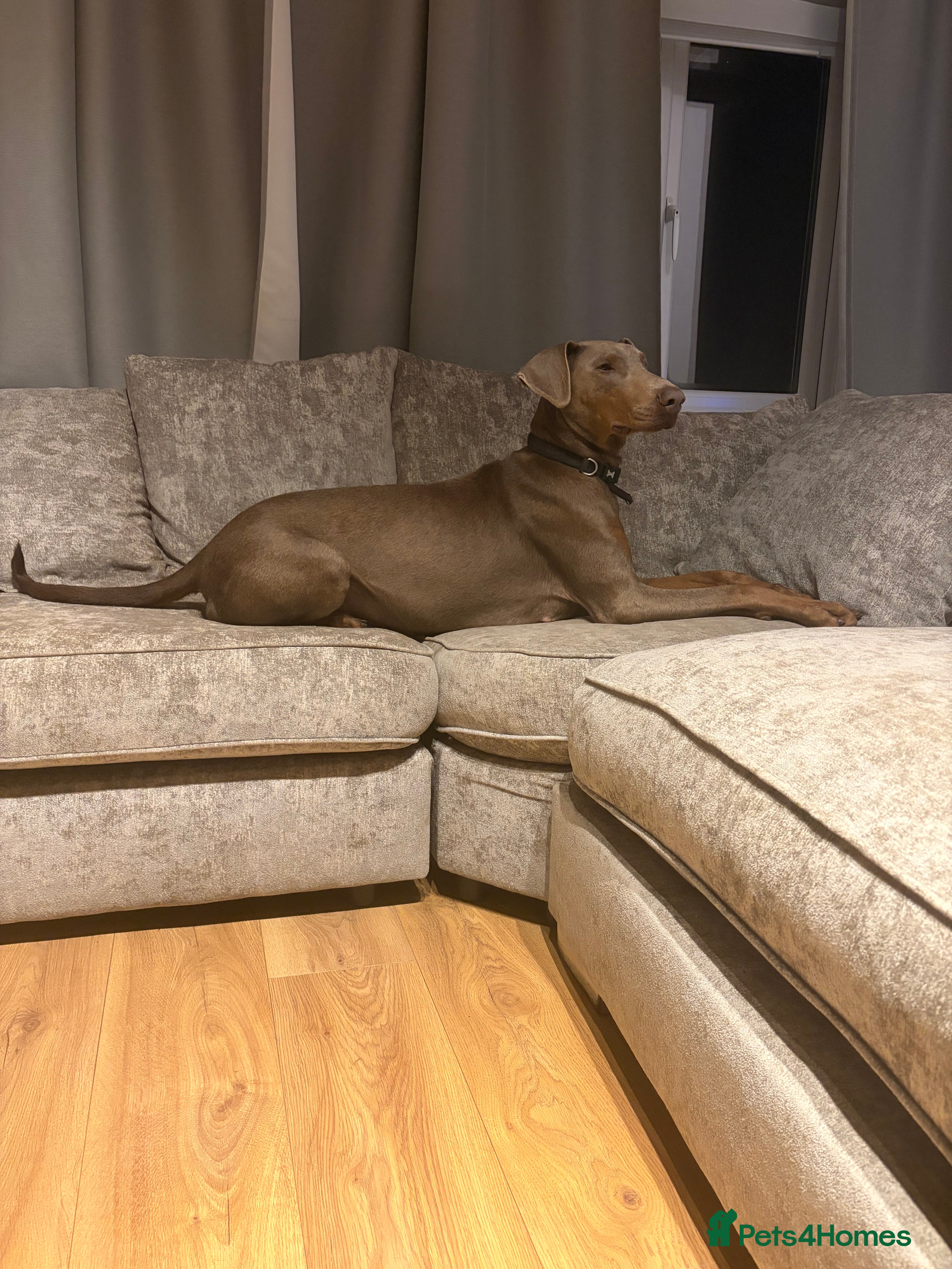 Dobermann dogs Doberman puppies  - Advert 2