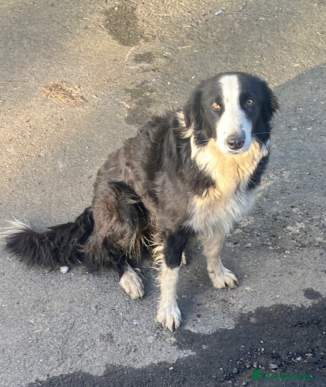 Borador dogs for sale: Gorgeous Bordador Boy in Scarborough - Advert 2