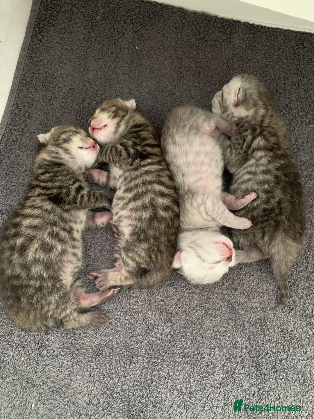 British Shorthair cats for sale: Beautiful British Shorthair Tabby Kittens  - Image 3