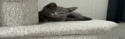 Russian Blue cats for sale: Beautiful Russian Blue Kittens - Advert 22