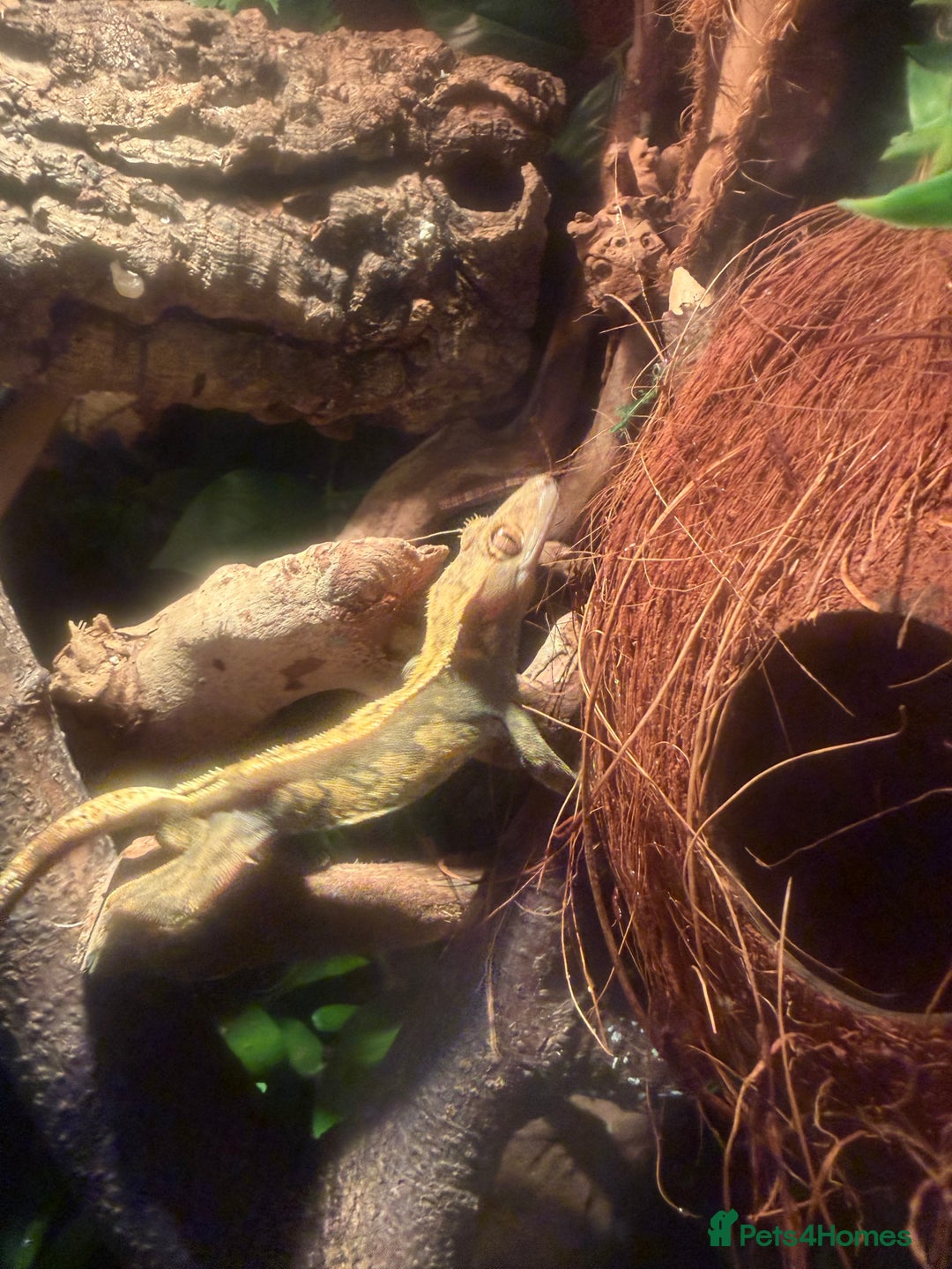 Gecko reptiles for sale: Crested gecko male cb24 - Image 2