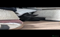 British Longhair cats for sale: 2 beautiful black kittens for sale  - Image 2