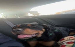 Mixed Breed dogs for sale: rottweiler puppy needs rehoming  - Advert 5