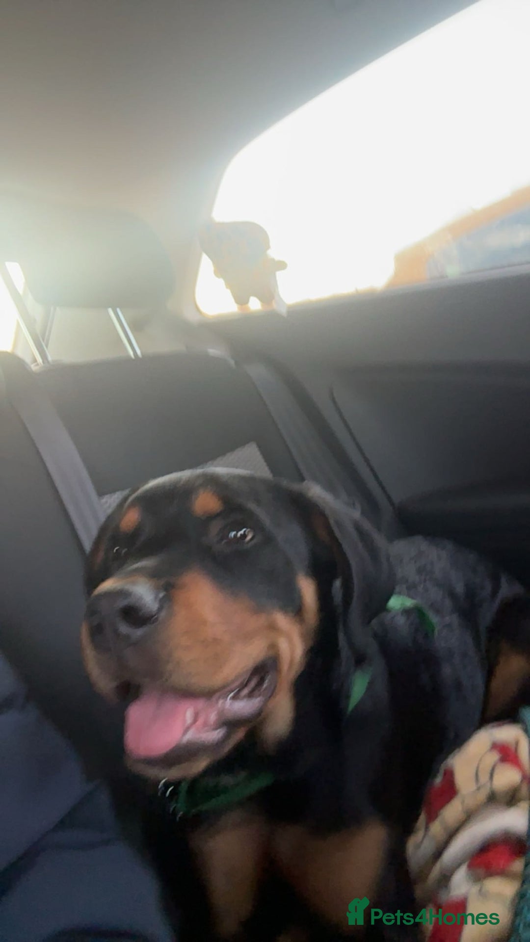 Mixed Breed dogs for sale: rottweiler puppy needs rehoming  - Advert 5