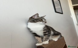 American Shorthair cats for sale: Beautiful tabby cat for sale - Advert 10