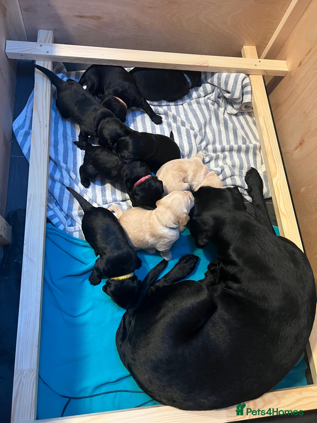 Mixed Breed dogs for sale: Adorable Sheeprador Pups Ready for Forever Homes! - Advert 6