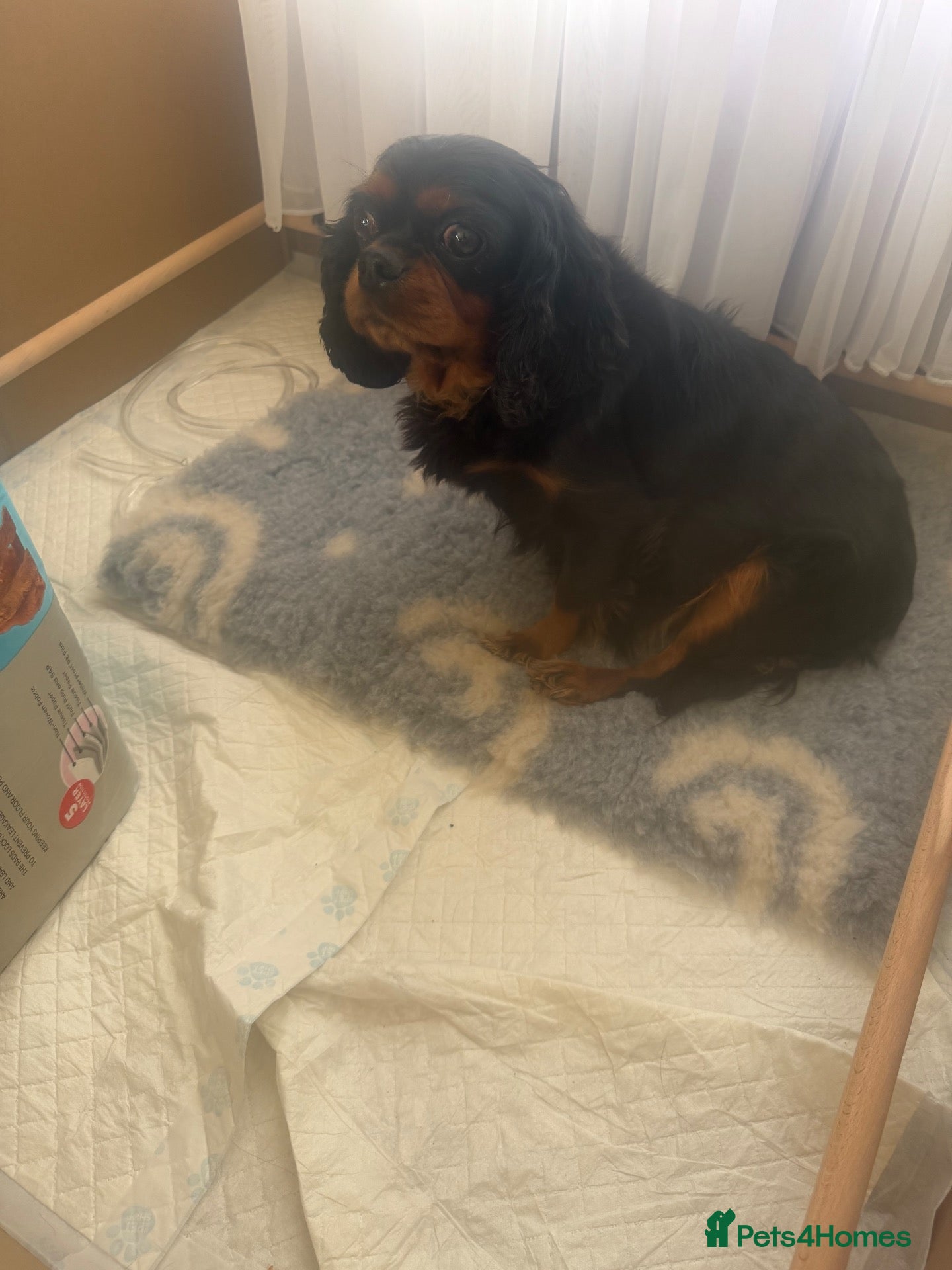 Cavalier King Charles Spaniel dogs Cavalier King Charles puppies - Advert 14