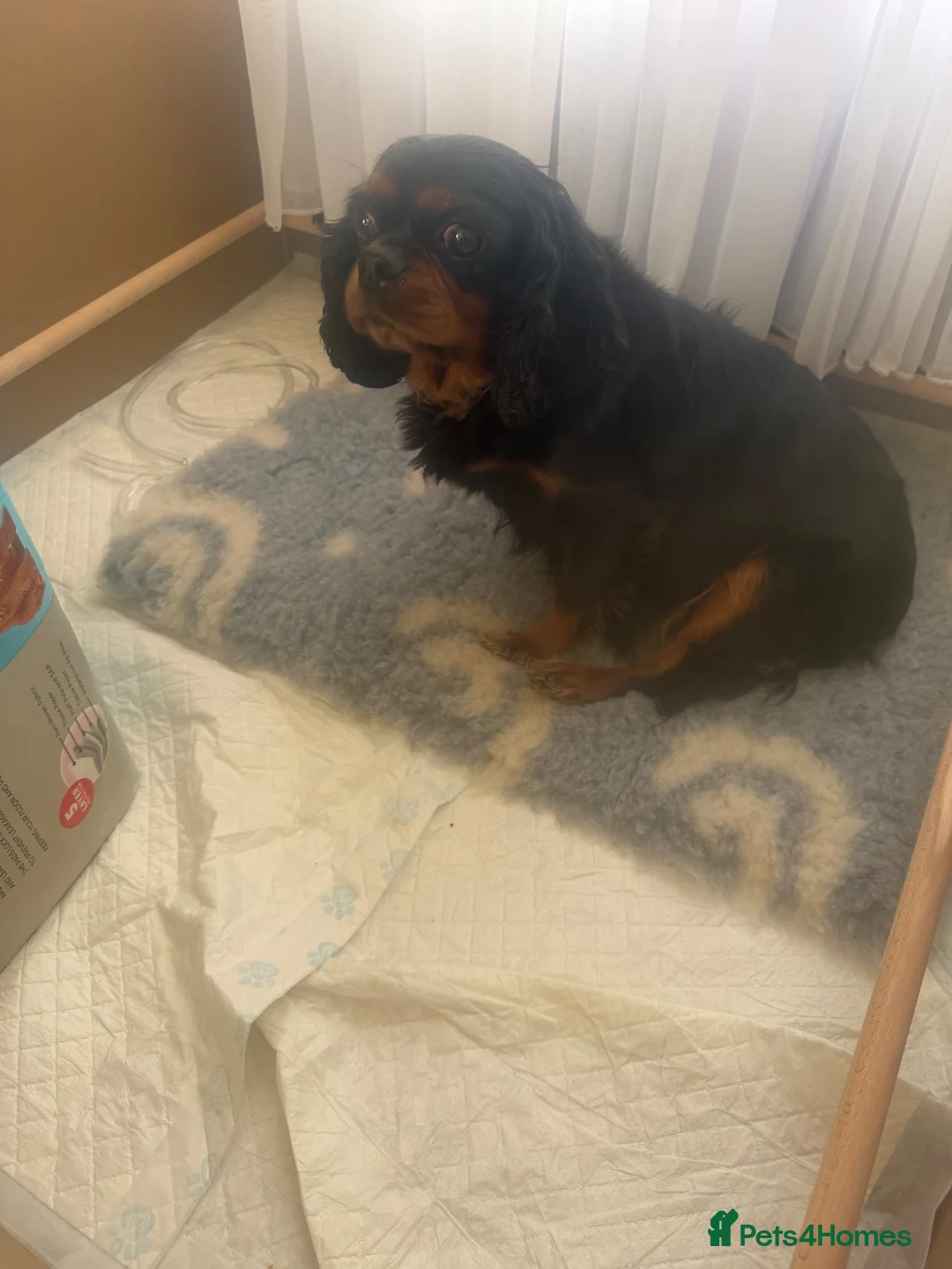 Cavalier King Charles Spaniel dogs for sale: Cavalier King Charles puppies - Advert 1
