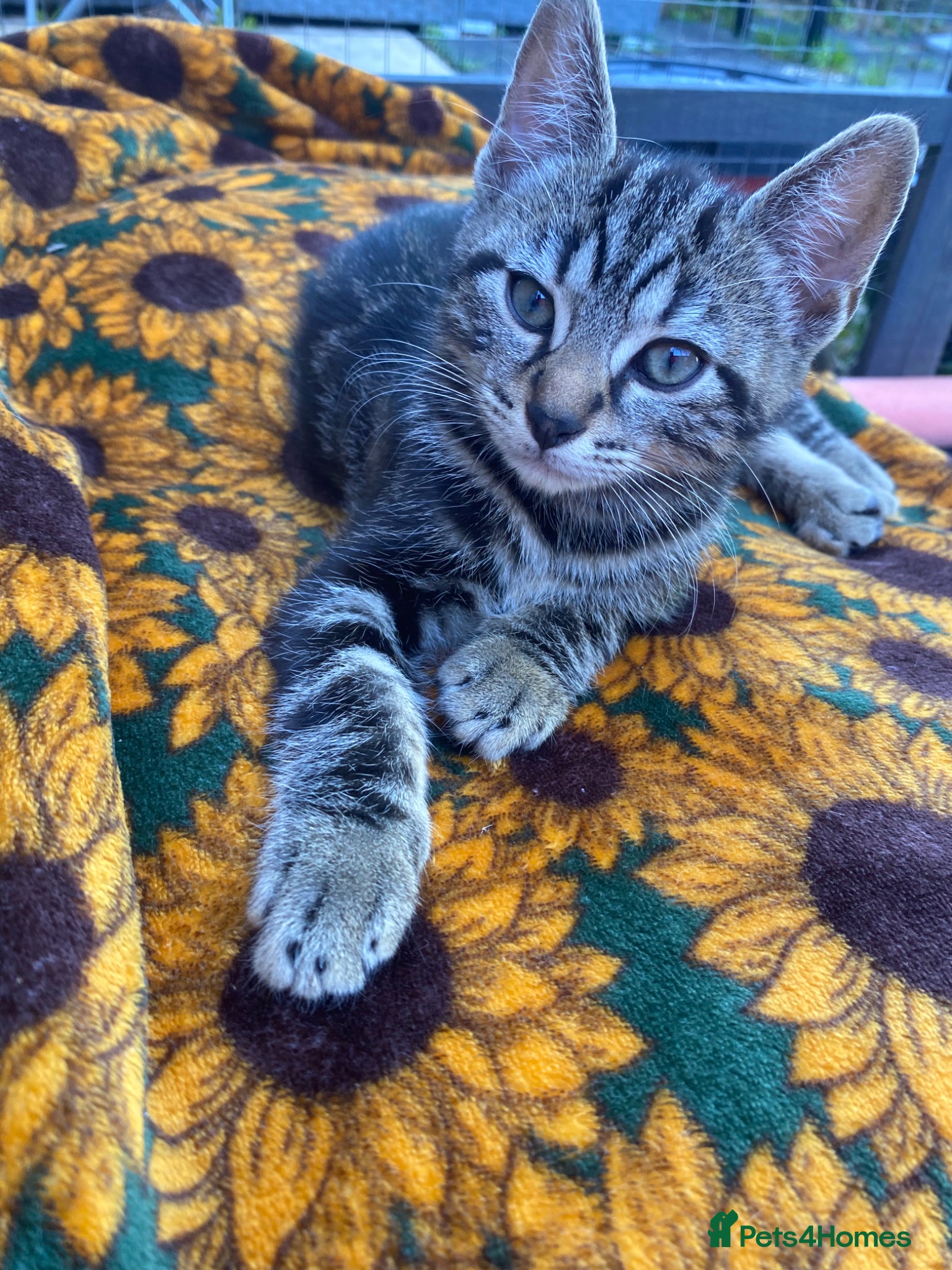 Bengal cats Male Bengal kittens, needing  a ❤️🏡 - Advert 8