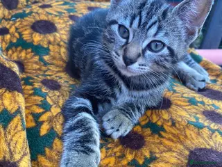 Bengal cats Male Bengal kittens, needing a ❤️🏡 - Advert 8