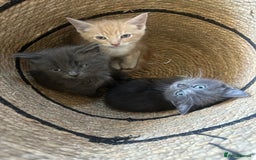 Nebelung cats for sale: 5 beautiful kittens available  in Bradford - Image 1