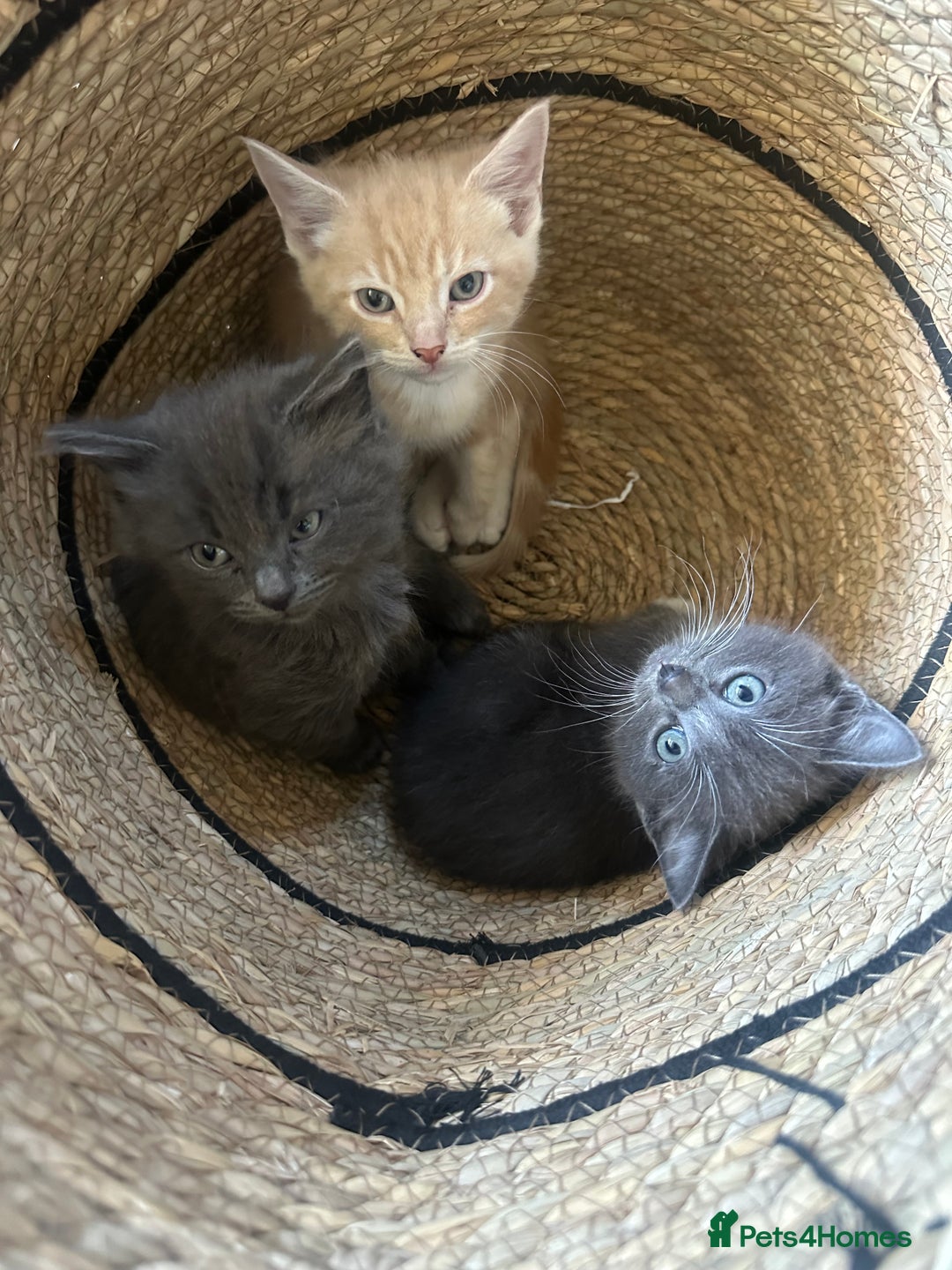 Nebelung cats for sale: 5 beautiful kittens available  in Bradford - Image 1