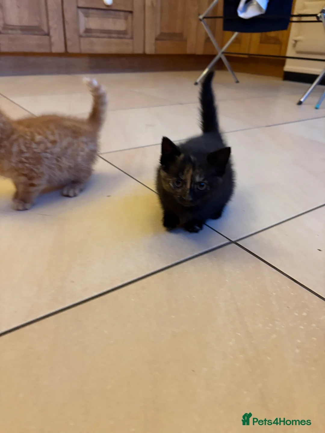 Mixed Breed cats for sale: Beautiful friendly 8 week old kittens  - Advert 2