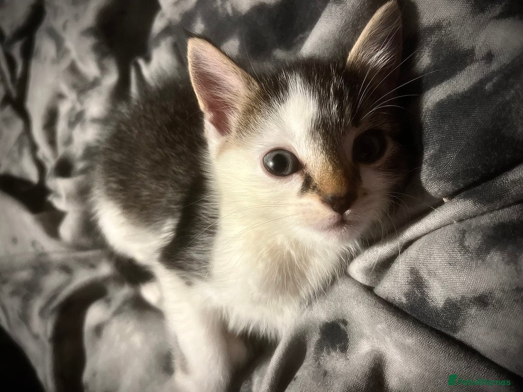 Mixed Breed cats for sale: 4 MONTH OLD TABBY MALE - Advert 3