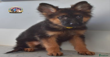 German Shepherd dogs - Advert 11