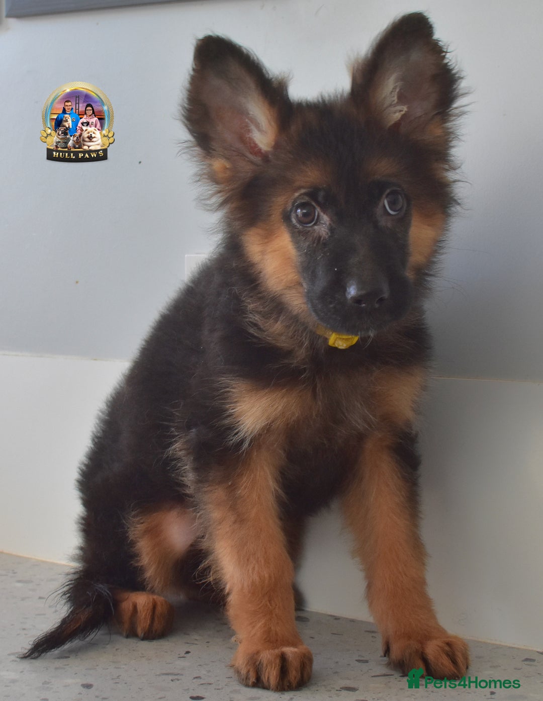 German Shepherd dogs for sale: 💥REDUCED PRICE💥 3 GIRLS German shepherd puppies  - Image 3