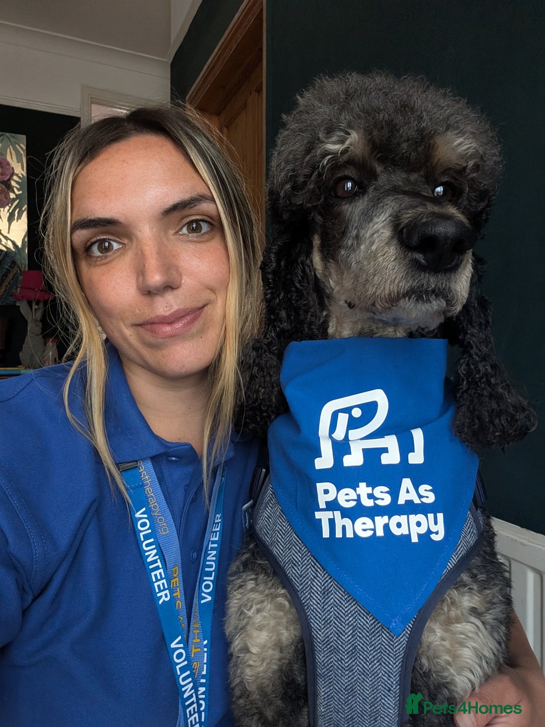 Bernedoodle dogs for sale: ⭐⭐⭐⭐Licensed•Ethical•HomeBreeder - Image 16