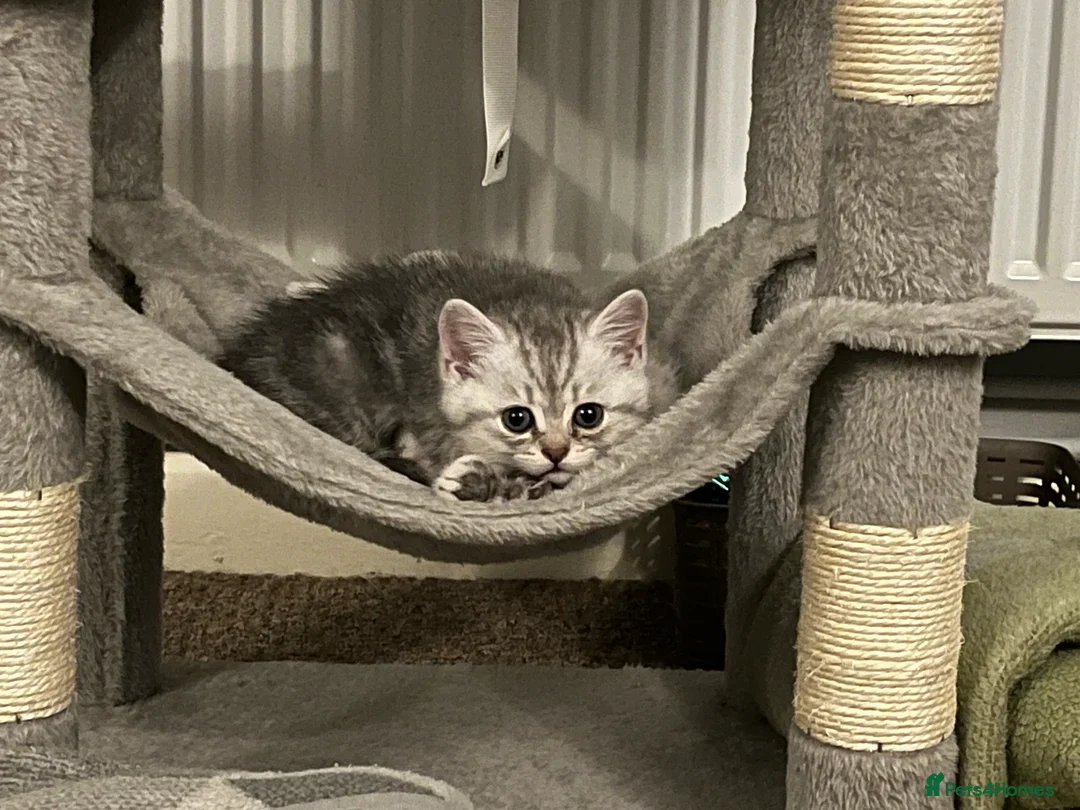 British Shorthair cats for sale: A beautiful kittens British shorthair  - Advert 12