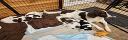 English Springer Spaniel dogs for sale: 5 springer spaniel puppies with docked tails in Axminster - Advert 3
