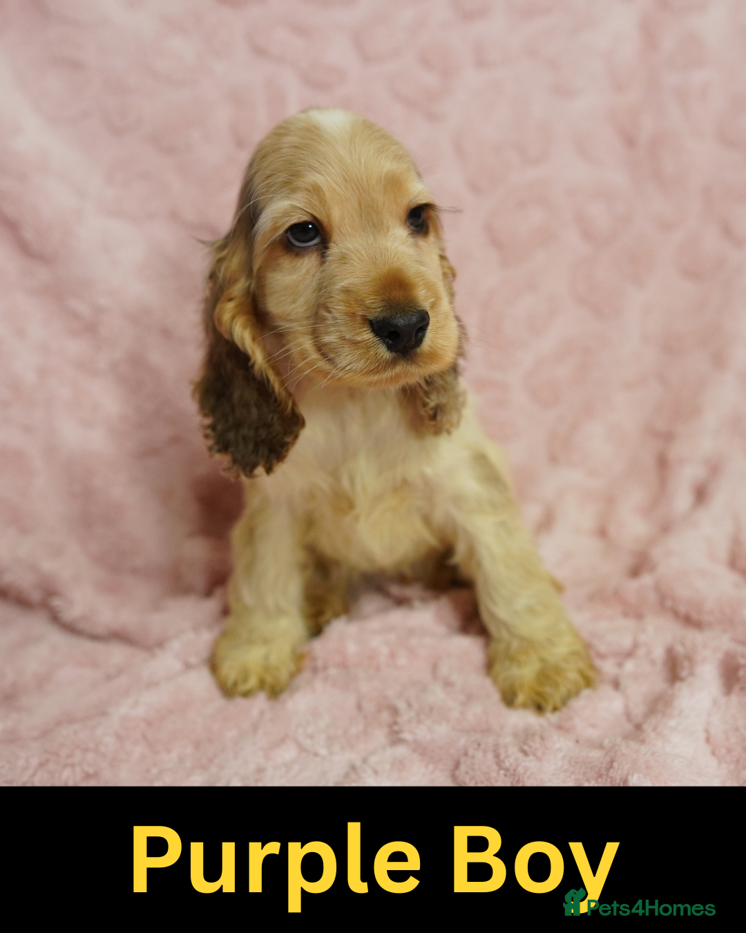 Cocker Spaniel dogs Quality, Show type, Cocker spaniel puppies. - Advert 9