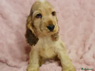 Cocker Spaniel dogs Quality, Show type, Cocker spaniel puppies. - Advert 9