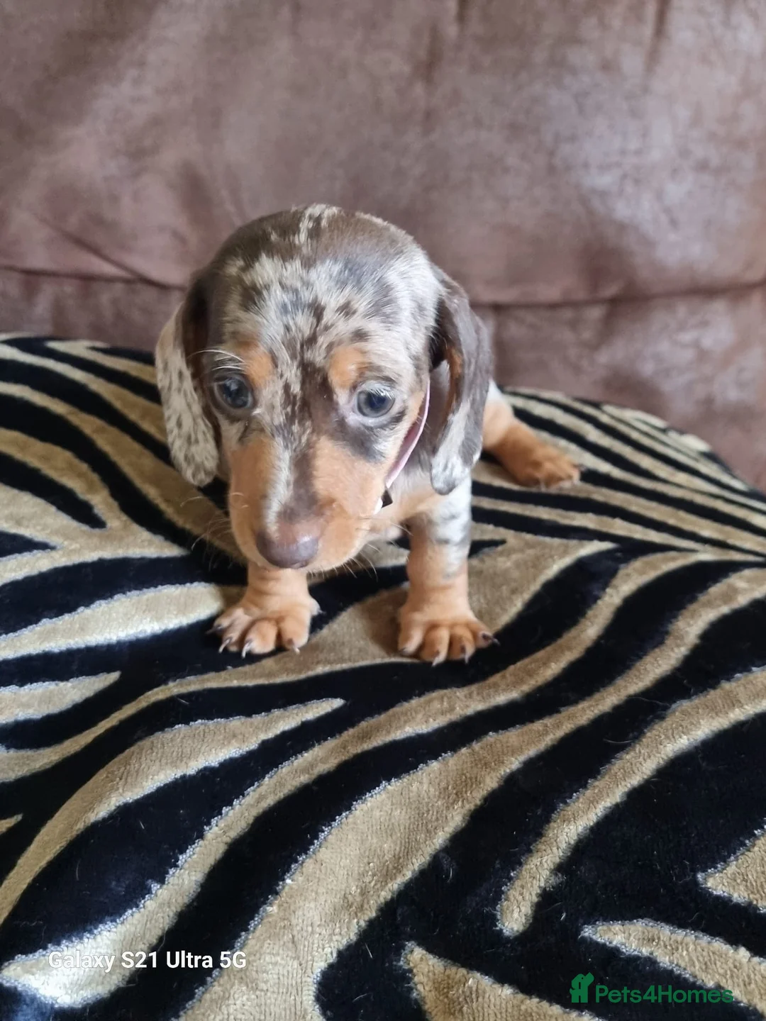 Miniature Dachshund dogs for sale: Miniature dachshund  - Advert 20