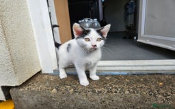British Shorthair cats for sale: Kittens in Northampton - Image 5
