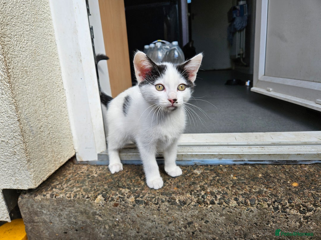British Shorthair cats for sale: Kittens in Northampton - Image 5