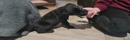 Labrador Retriever dogs for sale: Labrador Puppies *** Last Boy Left Ready to Go*** - Advert 7