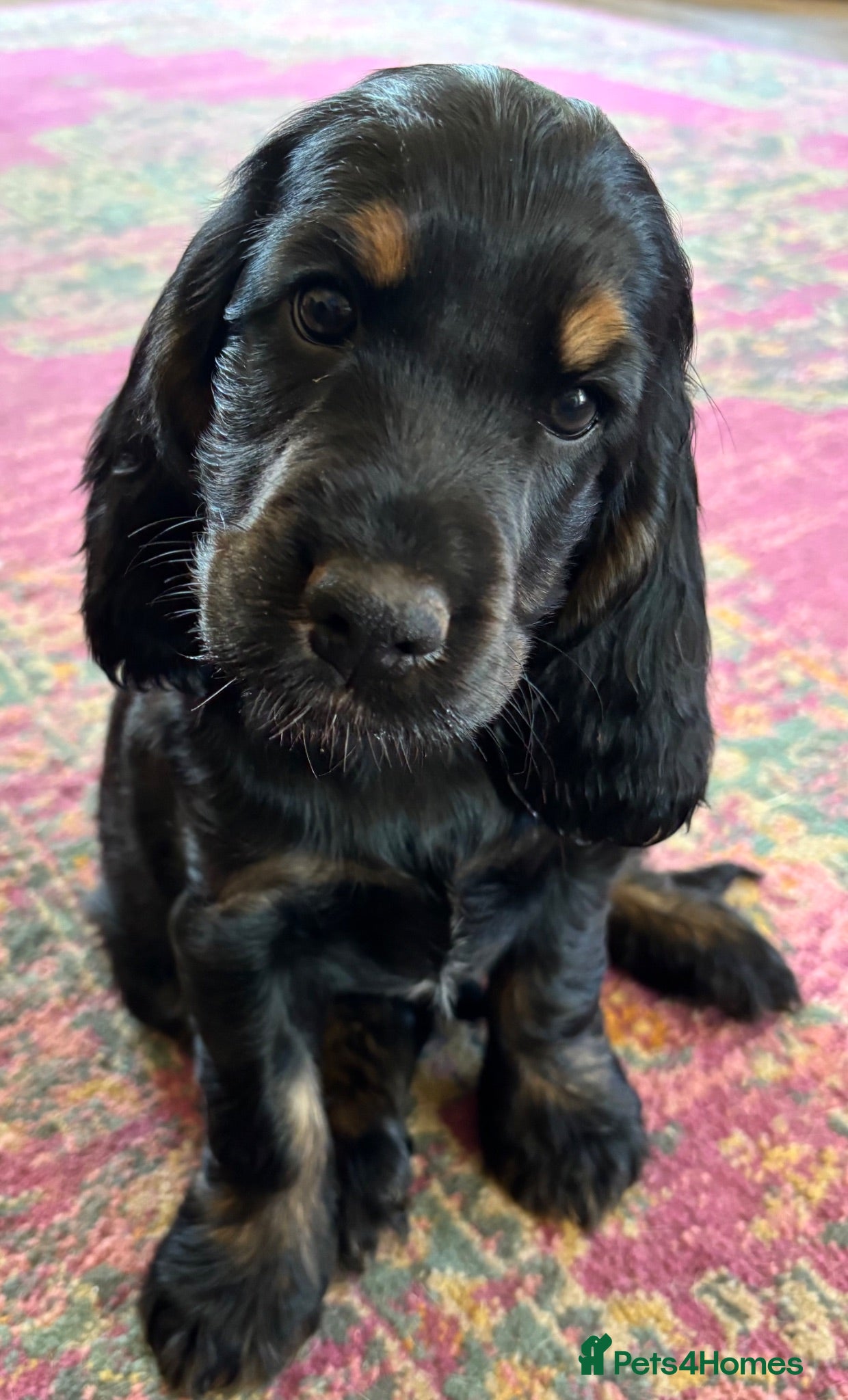 Cocker Spaniel dogs (READY NOW)  Gorgeous Show Cocker Spaniel Puppies - Advert 1