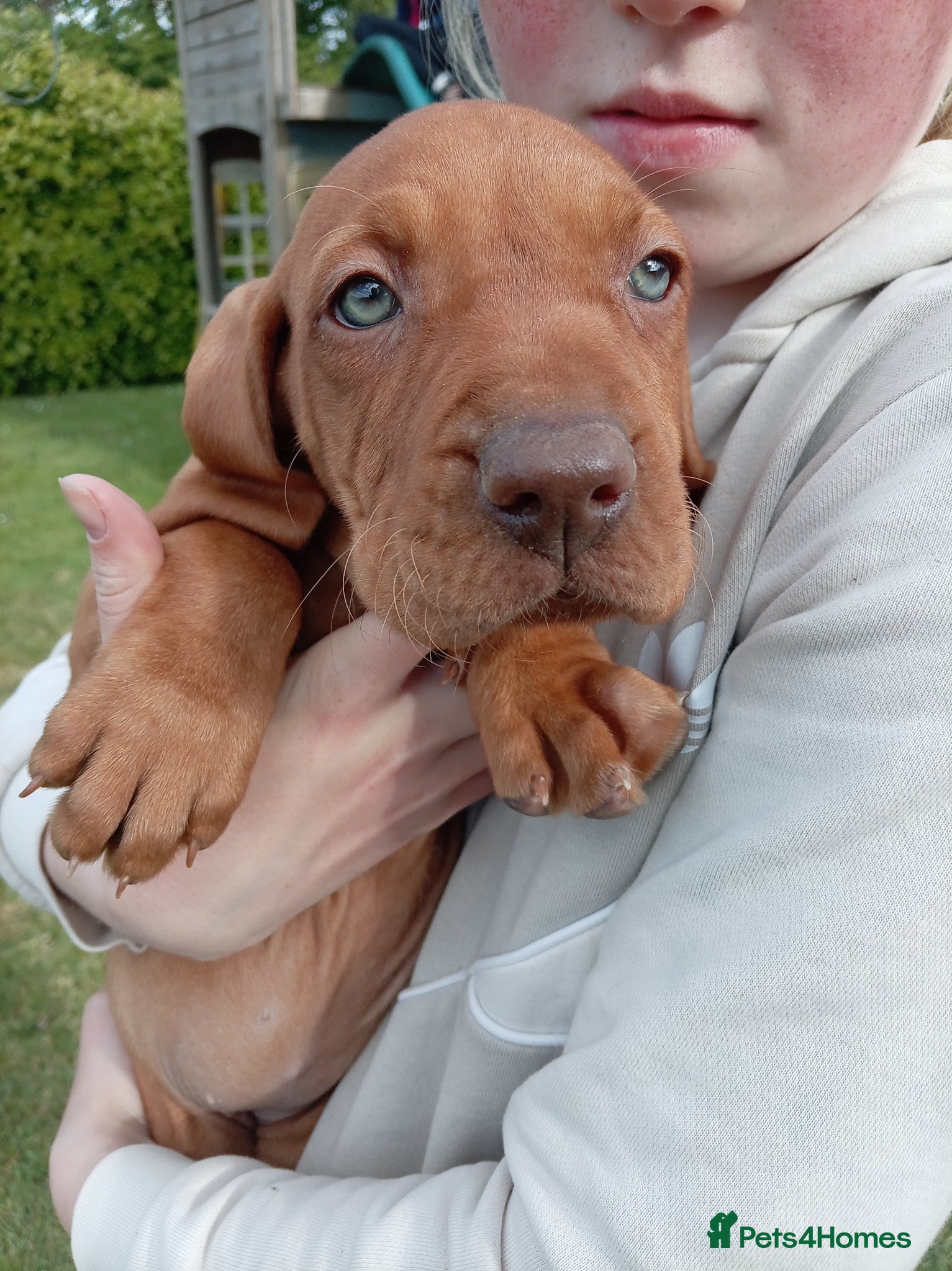 Hungarian Vizsla dogs for sale: Beautiful Hungarian Vizsla Puppies For Sale  - Advert 5